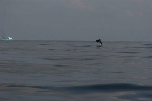 אוכלוסיית הדולפיננים במזרח הים התיכון נותרת קבועה ומונה כ-360 פרטים. צילום: ד"ר אביעד שיינין, המארג מחמל"י