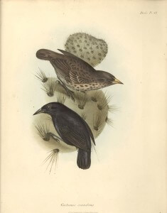 איור של דרווין, 1841