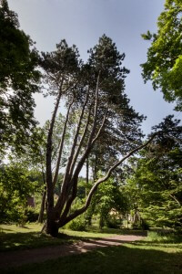 עץ הדרקון הצ'כי. צילום: Lenka Grossmannov