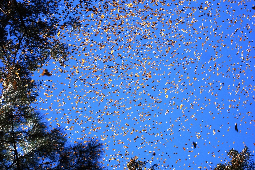 פרפרי המונרך עוברים אלפי קילומטרים בכל שנה אבל אין להם מקום לנחות בדרך. צילום:  Luna sin estrellas, Flickr
