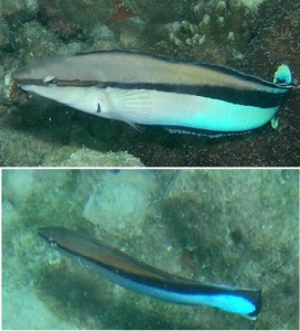 דוגמה לחקיינות אגרסיבית: דג נקאי חקיין (Aspidontus taeniatus, למעלה) מתחזה לדג נקאי מסוג Labroides dimidiatus (למטה). צילום: ערן ברוקוביץ'