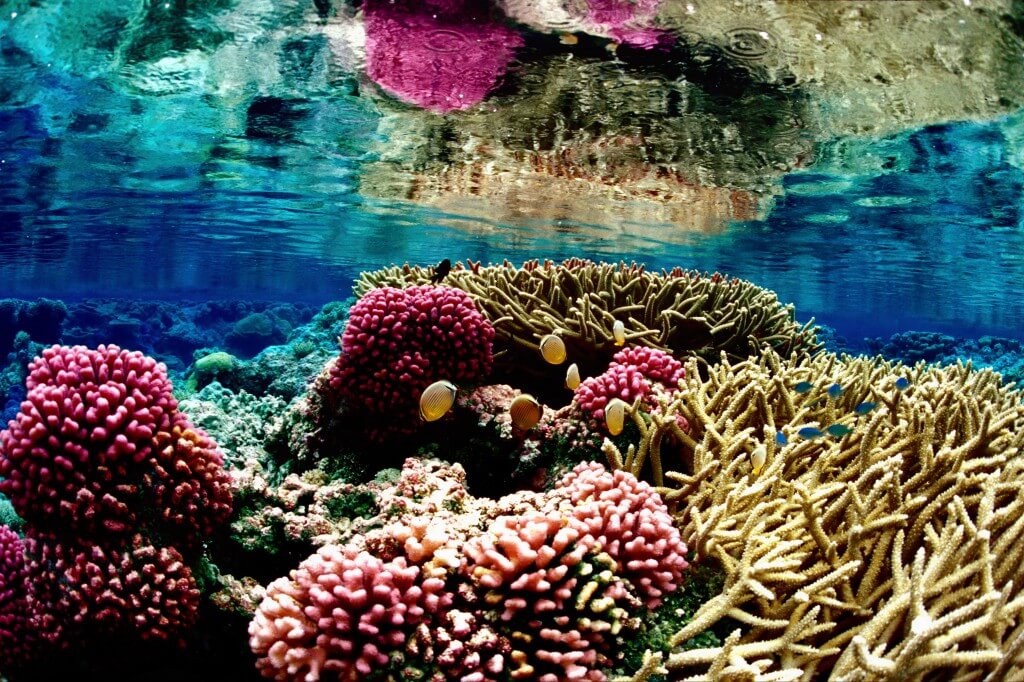 שונית אלמוגים בצפון האוקיינוס השקט. צילום: USFWS - Pacific Region, Flickr