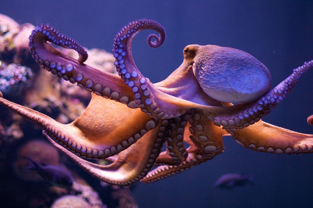 תמנון מסוג Octopus Vulgaris. צילום: Morten Brekkevold. flickr