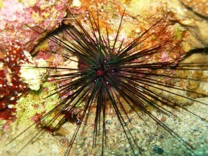 פרט צעיר של קיפוד-ים ממין Diadema setosum בשונית האלמוגים של אילת. ה"עין" במרכז היא למעשה רקמה המקיפה את פתח היציאה של מערכת העיכול של הקיפוד