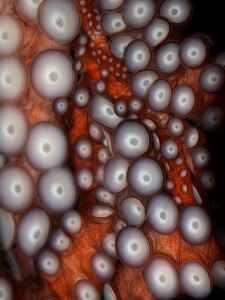 מנגנוני ההיצמדות של התמנון. צילום: bathyporeia.flickr