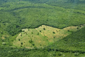 בירוא חלקת יער באמזונס ליד מנאוס, ברזיל. צילום- Neil Palmer (CIAT), Flickr