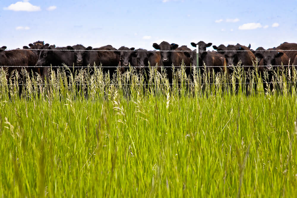 פרות בחווה מיניסוטה, ארה"ב. צילום: mgbjay.flickr