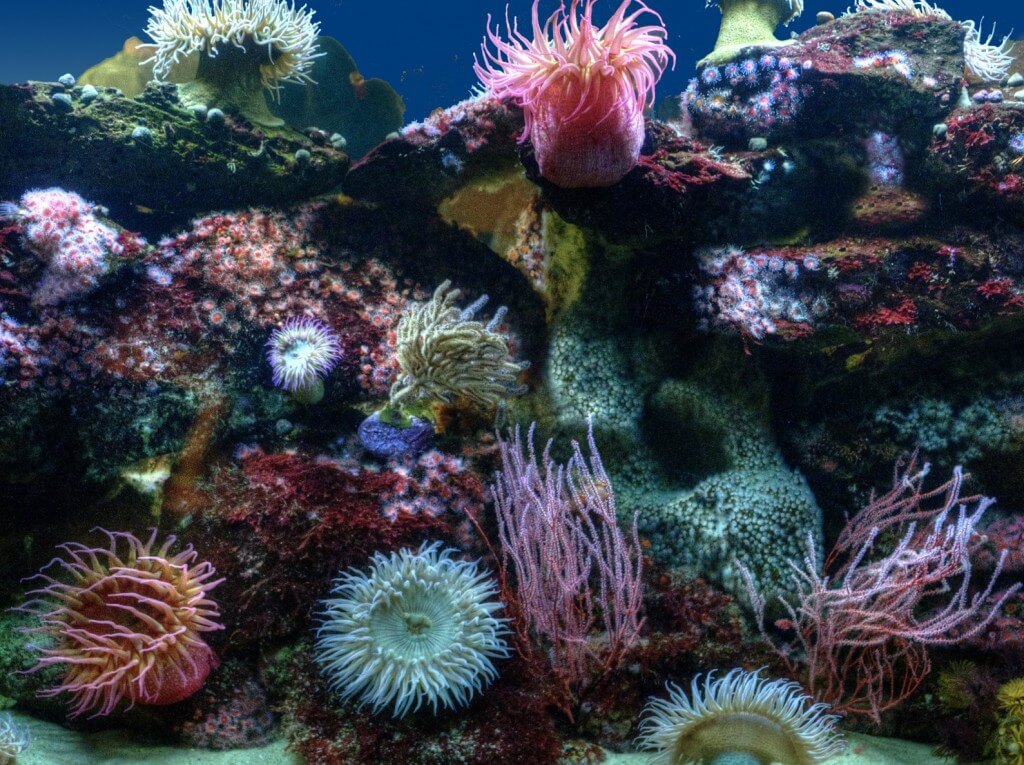 שונית אלמוגים עם שושנות ים. צילום: millerm217, Flickr