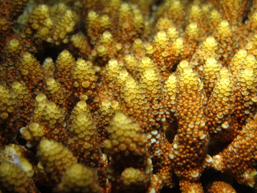 אלמוגים ביפן משחררים תאי מין אל המים.
