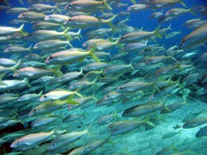 להקת דגים. השבתה תאפשר לדגים הצעירים להצטרף לבוגרים. צילום: NOAA Photo Library, Flickr