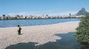 תמותת דגים בשל היפוקסיה שנגרמה מעודף נוטריינטים, חופי ריו דה-ז'נרו, ברזיל, 2010. צילום: eutrophication&hypoxia.flickr 