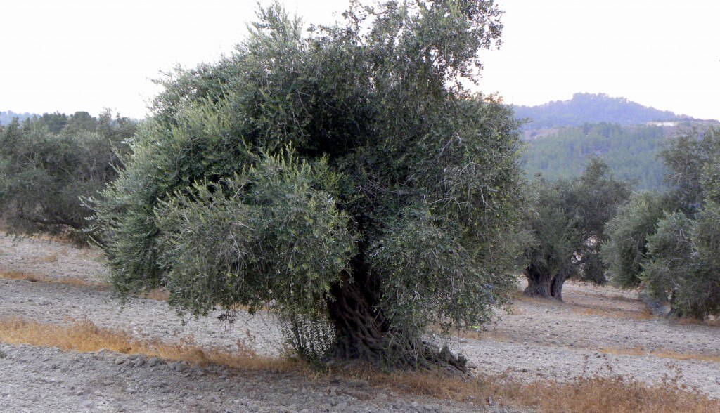 עץ זית מתורבת בבית ג'מאל. תצלום: עוז ברזני