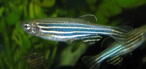 דג זברה. צילום: Azul, Wikipedia