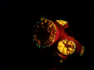 אלמוג מסוג Blastomosa באקווריום עם מי ים טבעיים וזורמים. תצלום: אור בן צבי