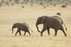 פילים בספארי בקניה. תצלום: Weldon Kennedy.flickr