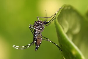יתוש אדס מצרי, שמעביר את נגיף הדנגי. תצלום: Muhammad Mahdi Karim, Wikipedia