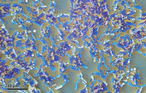 נבגים של Bacillus subtilis, צבועים בירוק. לחצו להגדלה. צילום: Doc. RNDr. Josef Reischig, CSc, wikipedia
