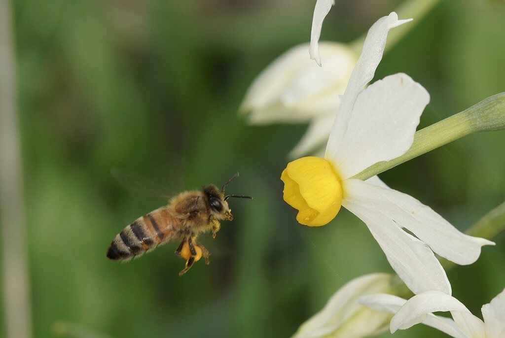 דבורת הדבש בפעולה. צילום: עמיר וינשטיין