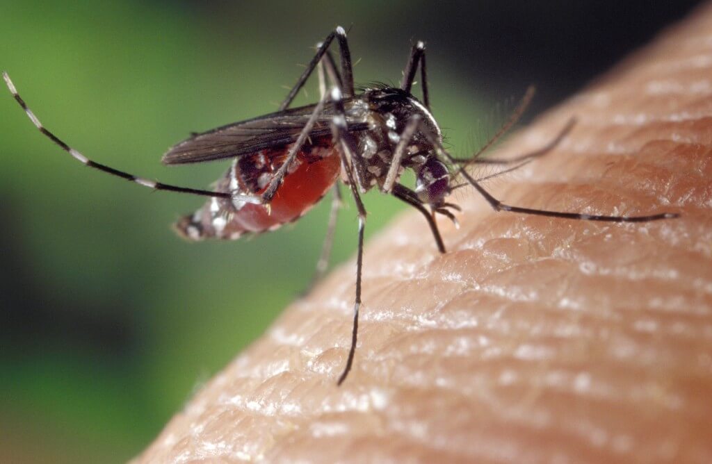 יתוש טיגריס אסיאני בפעולה. צילום: Wikipedia