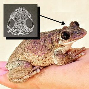 הצפרדע הארסית, כולל מנגנון הנגיחה והחדרת הארס בקדמת ראשה