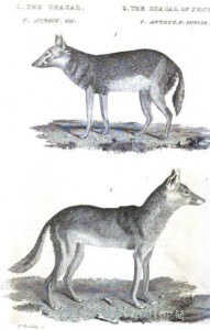 איור מ-1827 שמשווה בין שני המינים