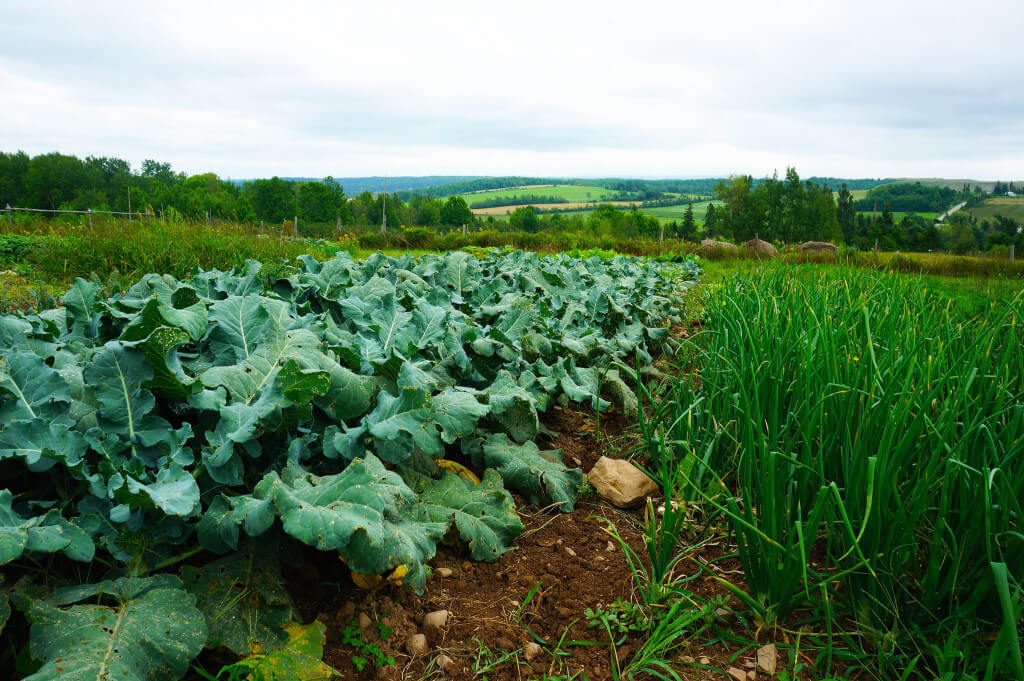אחד הפתרונות להשפעות מזג האוויר על החקלאות הוא פרמקלצ'ר, שיטה חקלאית לגידול צמחים מסוגים שונים באותה החלקה. צילום: -Nicole-Bratt, flickr