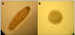 משמאל: פגית בריאה של אלמוג. מימין: פגית שנחשפה לאוקסיבנזון במשך 8 שעות. צילום: מתוך המחקר