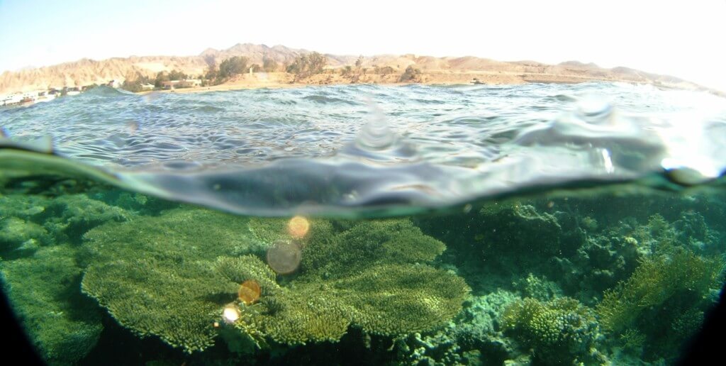 שונית האלמוגים באחד מאתרי הניסוי בעקבה, ירדן. השונית הרדודה חשופה יותר לפגעי האוקסיבנזון. צילום: עמרי ברונשטיין.