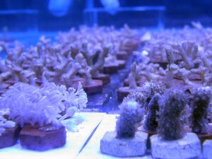 אלמוגים במעבדה