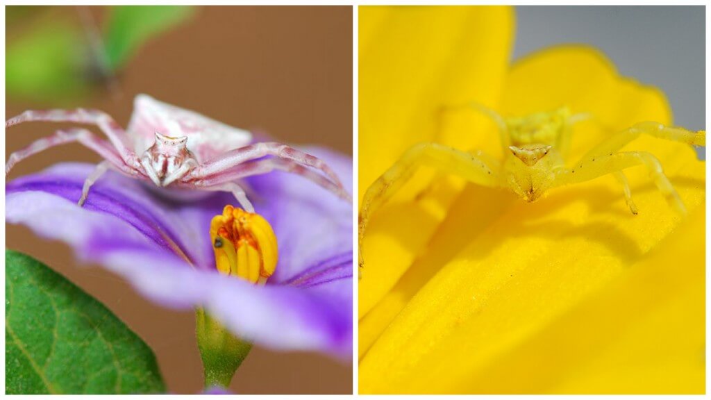 סרטביש לימוני מימין, סרטביש הפרחים משמאל. צילום: קרן לוי