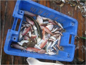 עד כמה חשוב ענף הדיג למשק ולחברה, וכיצד פעילות הדיג משפיעה על אוכלוסיות הדגה? צילום: איתי ואן ריין