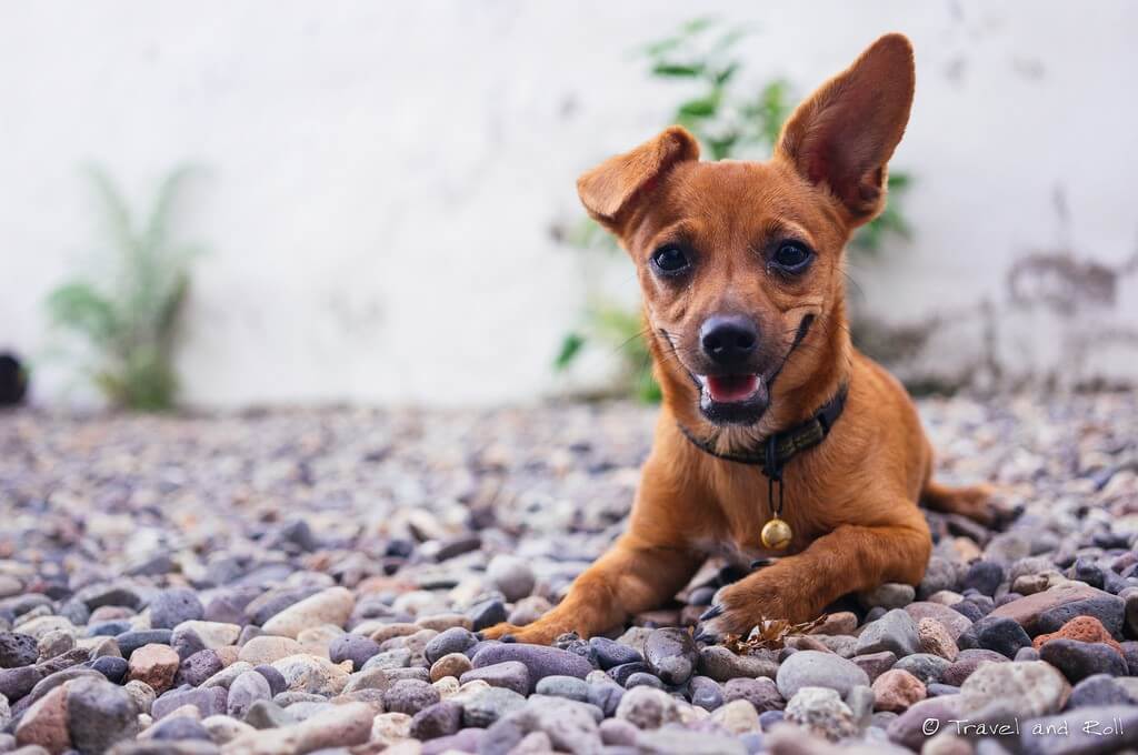 אם כלבים יודעים לקרוא ולהבין רגשות, אולי הכלב הזה מחייך באמת? צילום: Travel and Roll, Flickr
