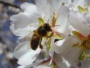 הדבורים נוחתות על פרחי השקד למרות שהצוף מריר, ומעבירות את הדנ"א שלהם לעצי שקד אחרים. צילום: Joan Grífols, Flickr