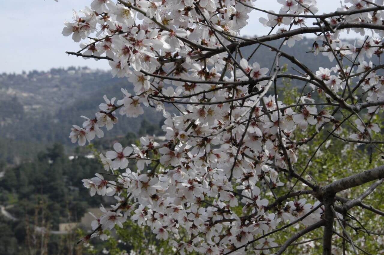 הפריחה הלבנה-ורדרדה של עצי השקד המצוי בולטת על רקע הצמחייה שעדיין לא התחילה לפרוח. צילום: Yuri Virovets, Flickr
