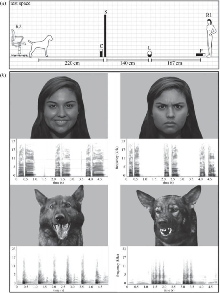 הדגמה לגירוי ויזואלי ושמיעתי שניתן בניסוי. אפשר לראות שהכלבים התאימו בין הפנים והקולות של בני האדם לפי סוג הרגש שהוצג בפניהם. צילום: מתוך המחקר