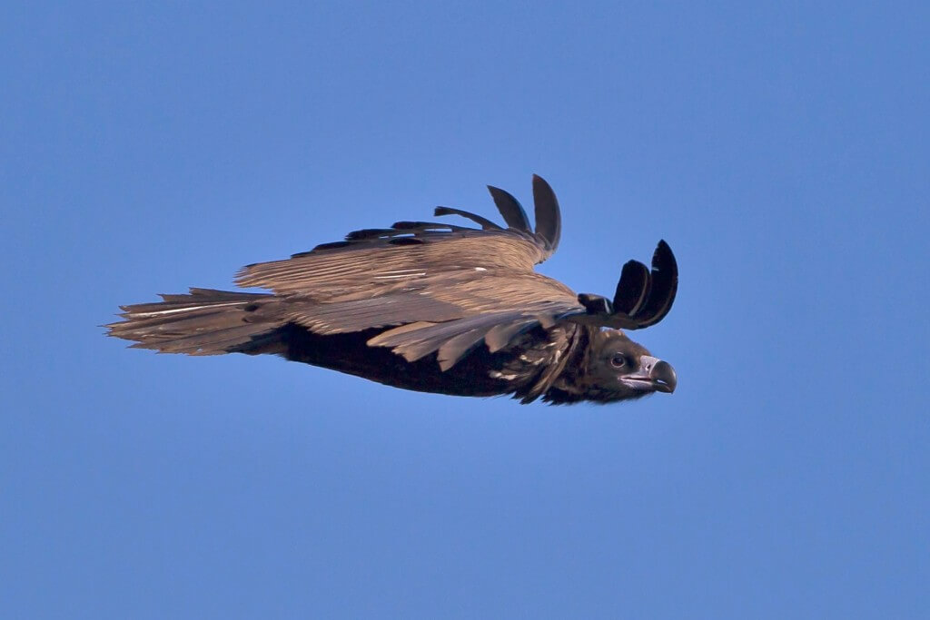עזנייה שחורה, עוד מין שכנראה משתף פעולה עם הנשרים. צילום: Juan Lacruz, Wikipedia