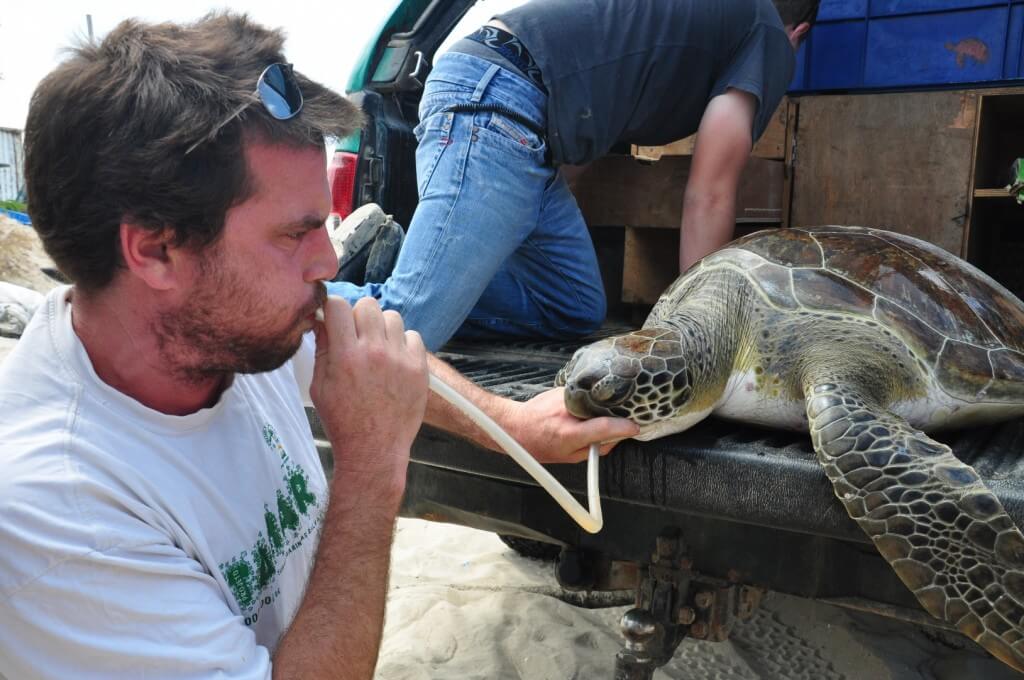 יניב לוי, מנהל המרכז הארצי להצלת צבי ים, מנשים צב שנתפס ברשת וטבע. צילום: גני לוי