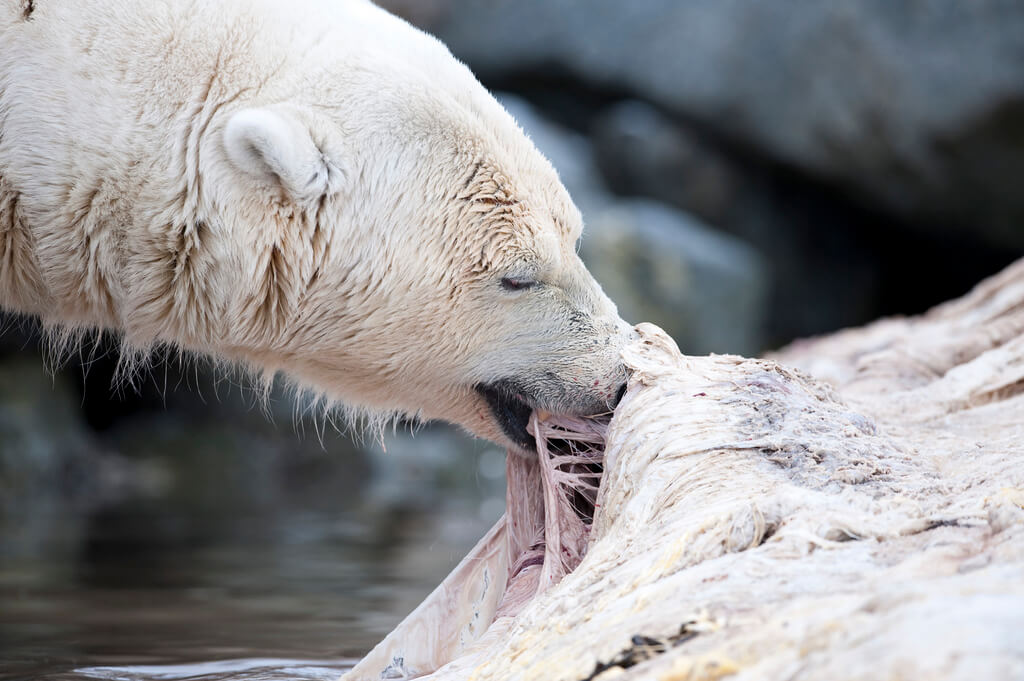 דוב קוטב שאכל בחורף אינו צריך לאכול בקיץ, שכן רמות השומן בגופו גבוהות מספיק. לכן הוא יעדיף לנצל את זמנו בשינה. צילום: Stefan Cook, Flickr