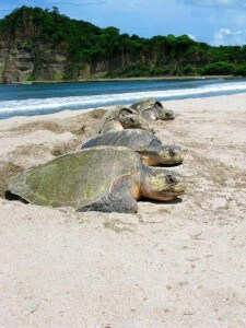 כל שבעת מיני צבי הים בעולם מצויים בסכנת הכחדה. צילום: Paso Pacifico