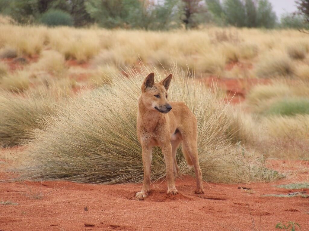 דינגו במדבר סימפסון שבאוסטרליה. צילום: ד"ר אריאן וולך