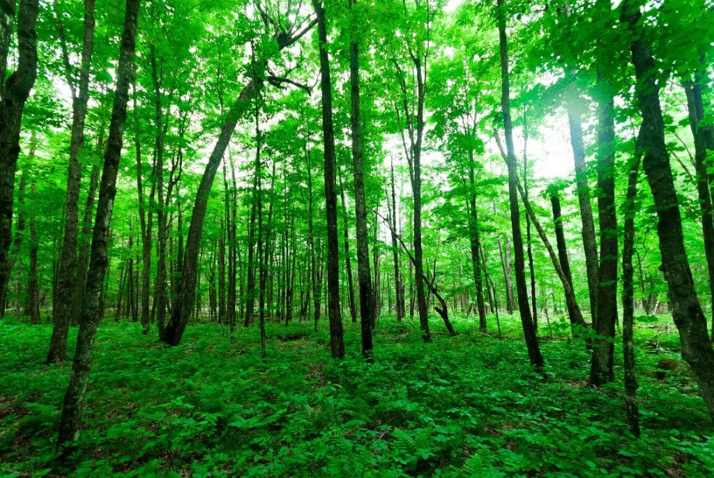 פחות משליש מהשטח היבשתי של כדור הארץ מכוסה ביערות, והם הולכים ומצטמצמים. צילום: Joshua Mayer, Flickr