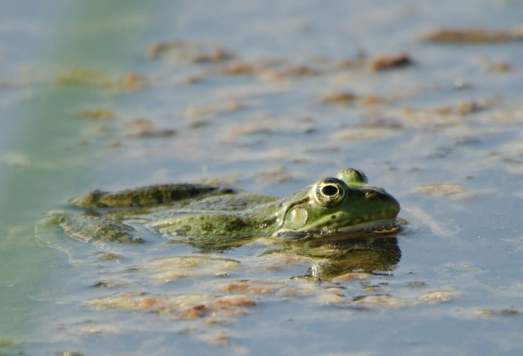 התייבשות בתי הגידול הלחים פוגעת באוכלוסיית הצפרדעים והקרפדות. צילום: Mateja Bedenčič, Flickr