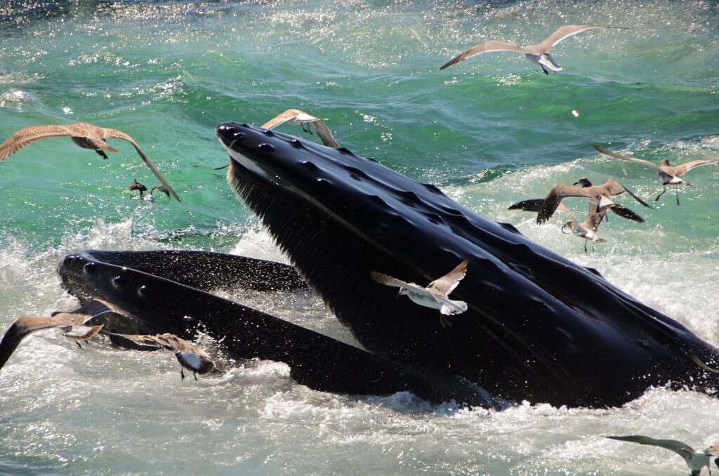 לווייתן גדול סנפיר בזמן ארוחה. תצלום: David Rosen.flickr
