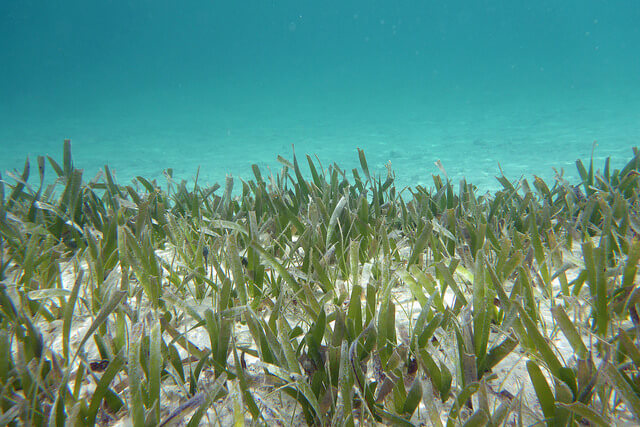 עשב ים טרופי מהסוג "עשב הצב". תולעים מאביקות. צילום: John Brandauer, Flickr