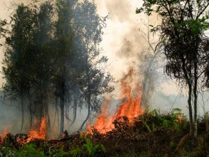 שריפה של הצומח על הקרקע מסוכנת פחות מדליקת צמרות, שהיא המסוכנת ביותר צילום - Rini Sulaiman for CIFOR