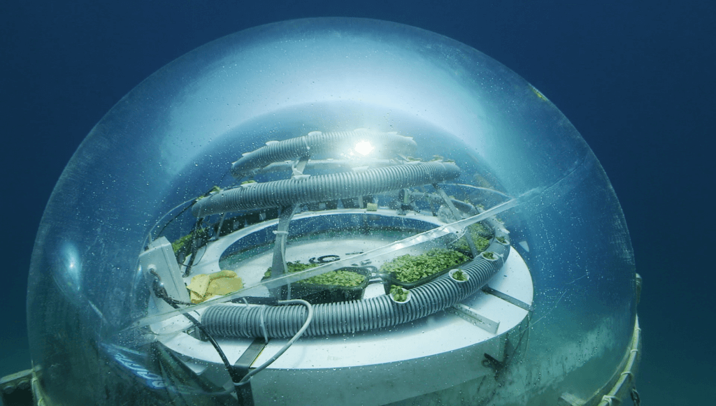 הגן של נמו. חממה מתחת לים. צילום: באדיבות Nemo's Garden