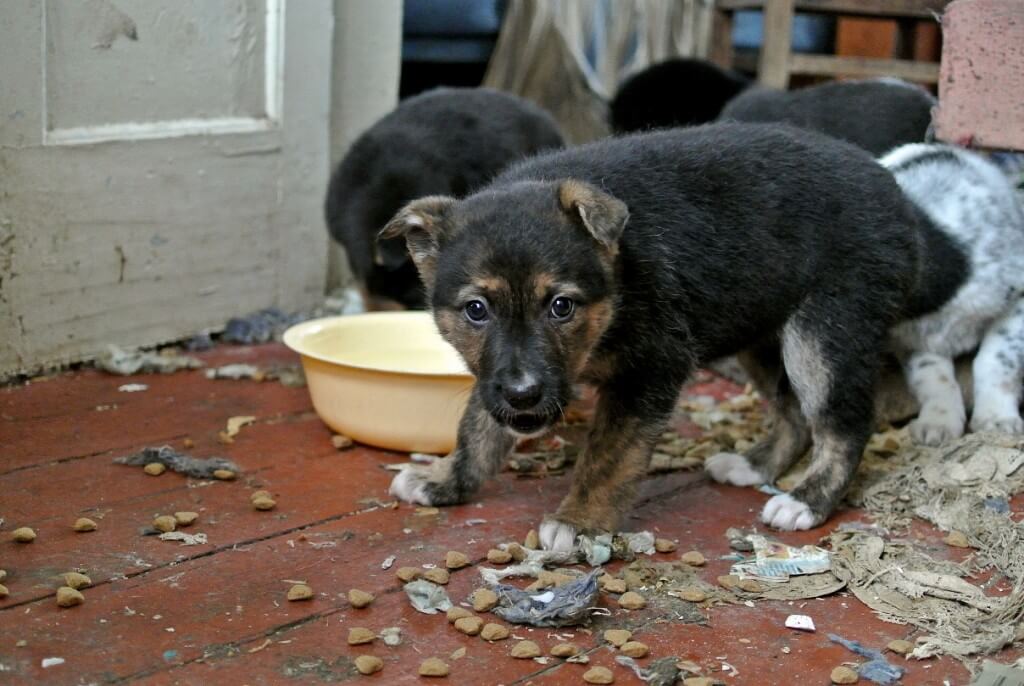 רוב הכלבים צורכים מזון מן החי – שההשפעה המזיקה שלו על הסביבה ידועה. צילום: Ivan Bandura, Flickr 