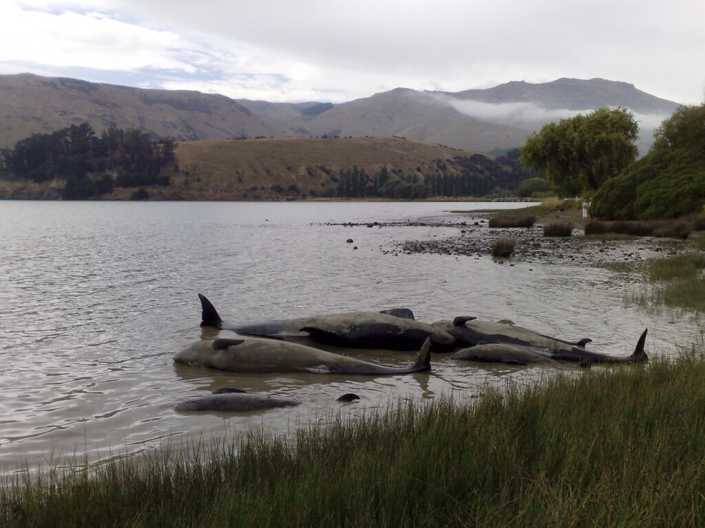 החפת לווייתנים בניו זילנד. צילום: Richard Walker, Flickr