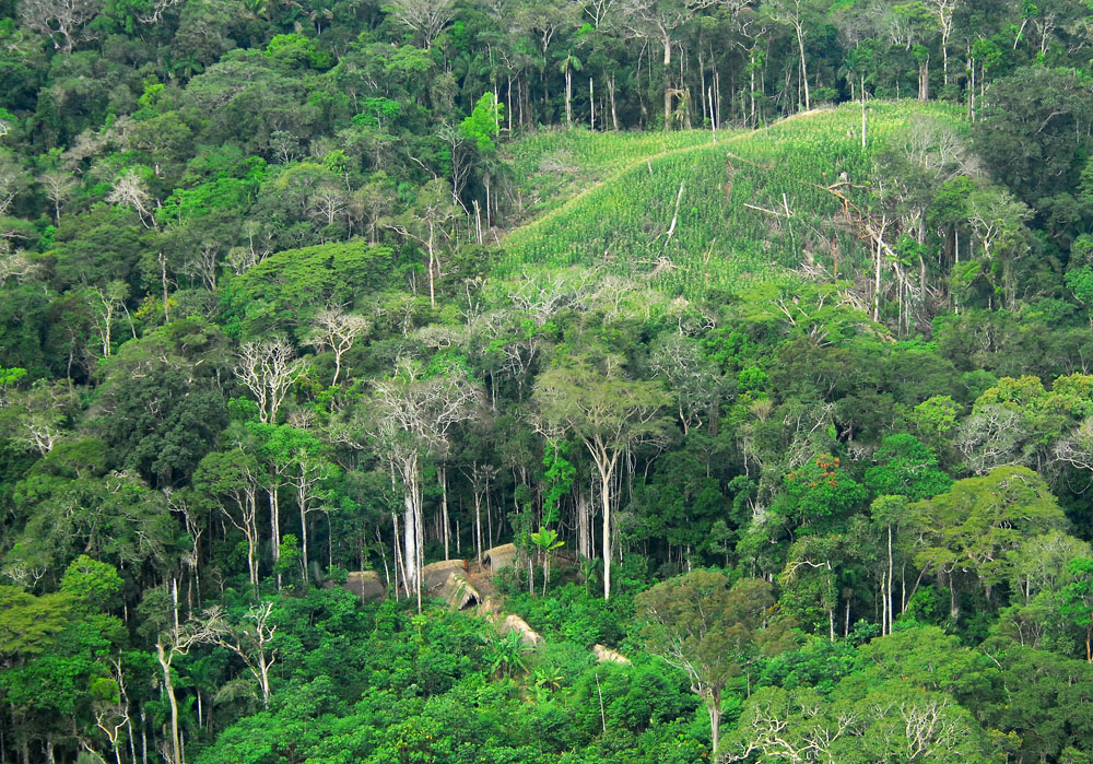 יער האמזונאס
