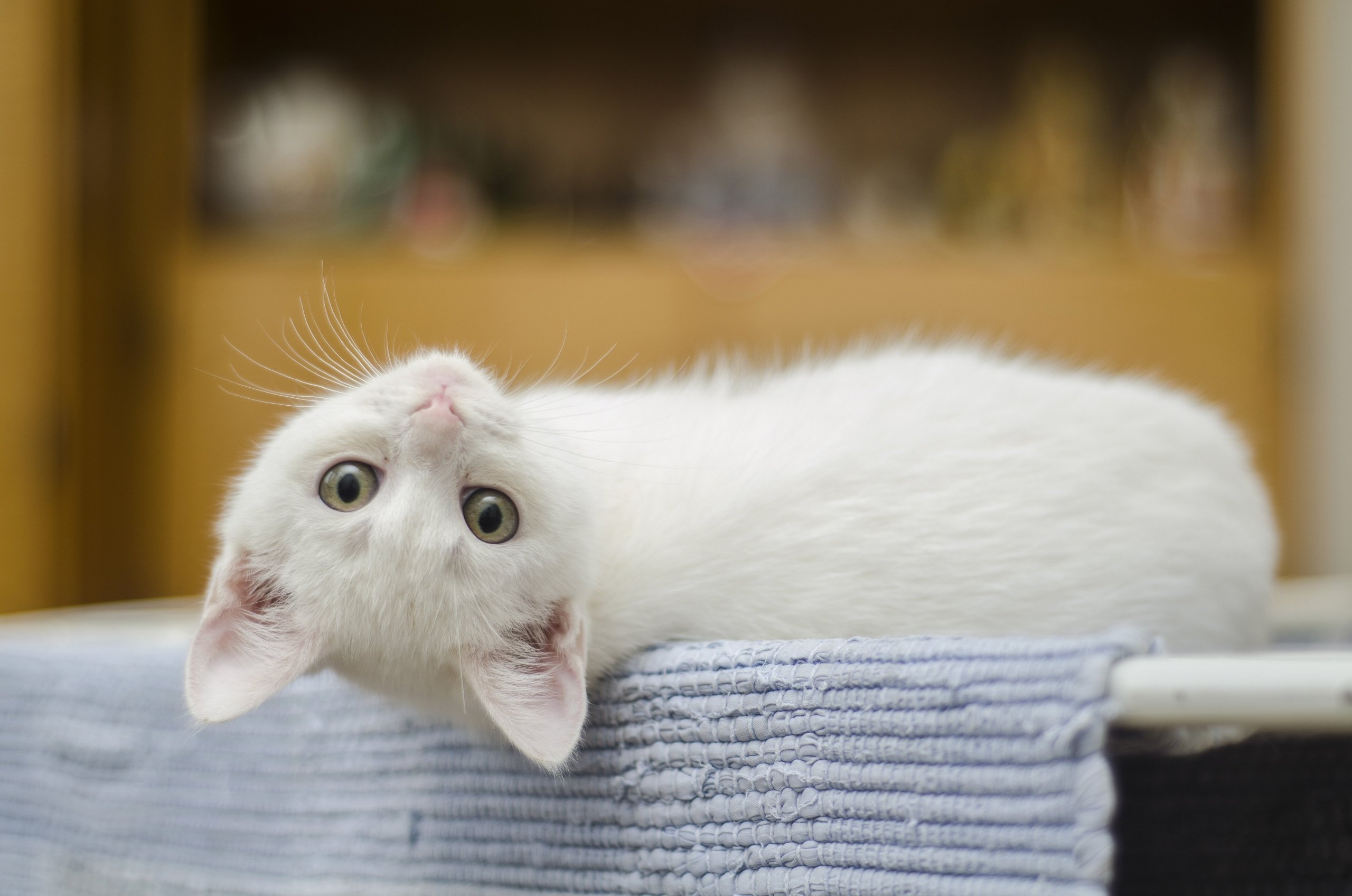 kitten, white, cat